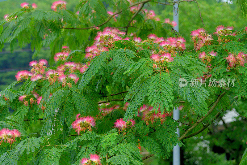 合欢/丝树花:蓬松，粉红色，粉扑花头